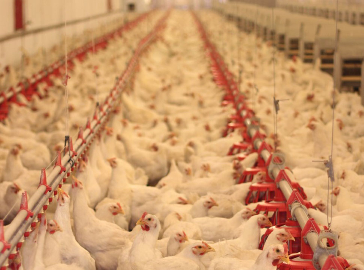 Photo by: Poultry World