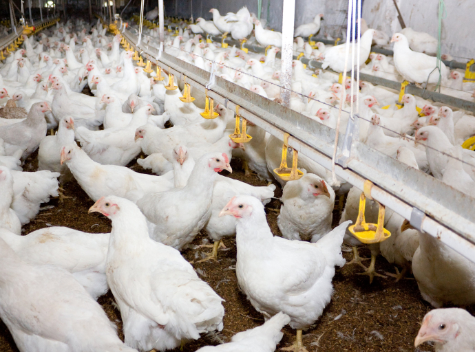 South Africa eases poultry ban: Relief in sight for struggling households