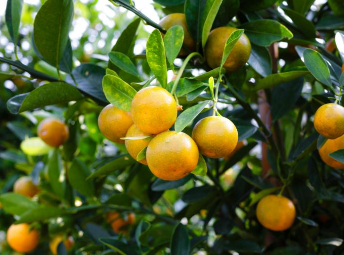 Citrus Growers Association calls on govt to speed up efforts to identify new markets