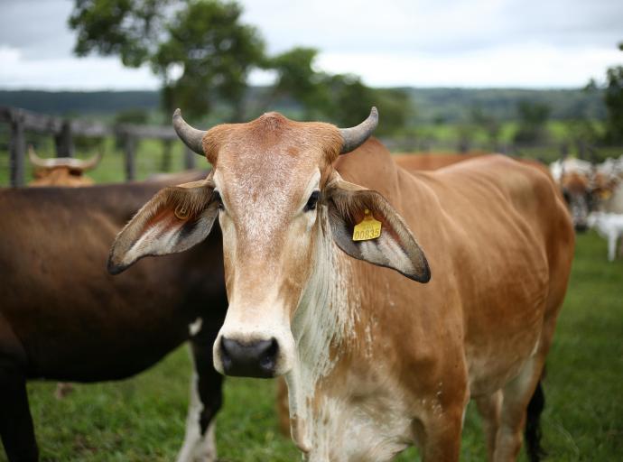 Zambia bans all livestock imports, transit from SA