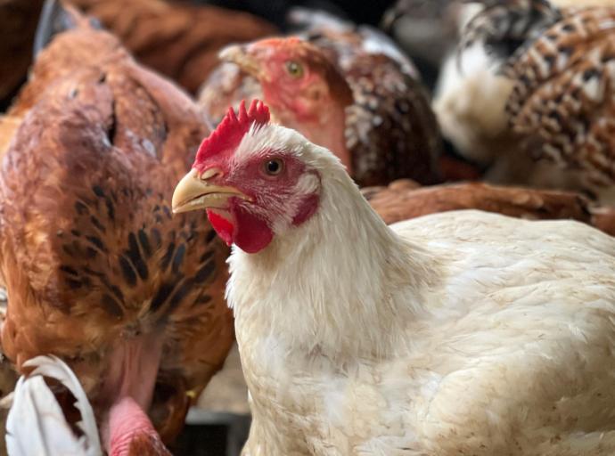 Bird flu cases rising globally: Here’s what it means for you
