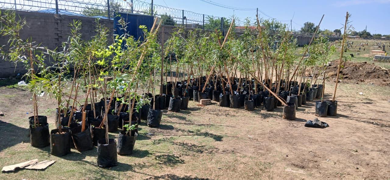 One Million tree initiative for a healthier Free State 